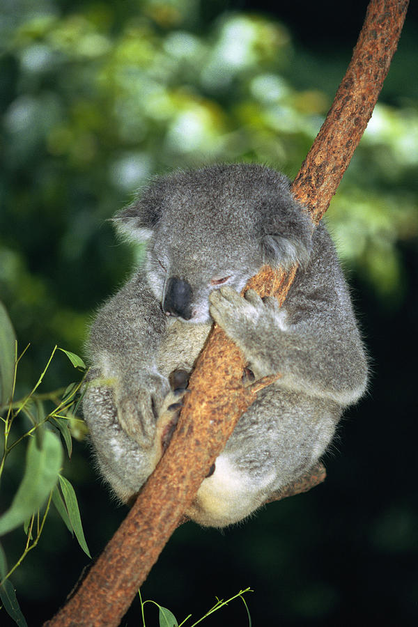 Koala Sleeping Photograph by Science Photo Library Koala Sleeping Photograph by Science Photo Library
