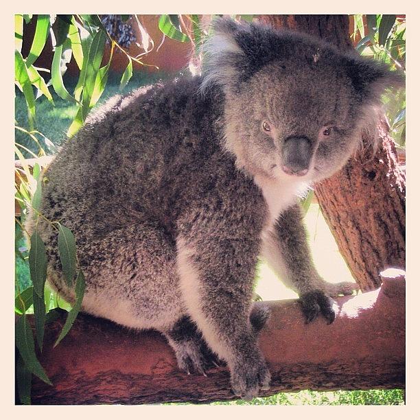 Koala Photograph - Koala... The Original Chlamydia by Jessica Daubenmire
