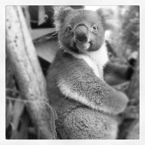 Koala Photograph - #koalabear #koala #kangarooisland by Ashley Edwards