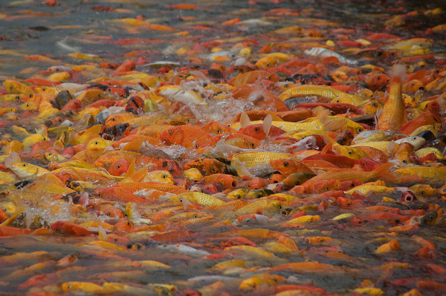 Koi feeding Photograph by Christopher Rowlands
