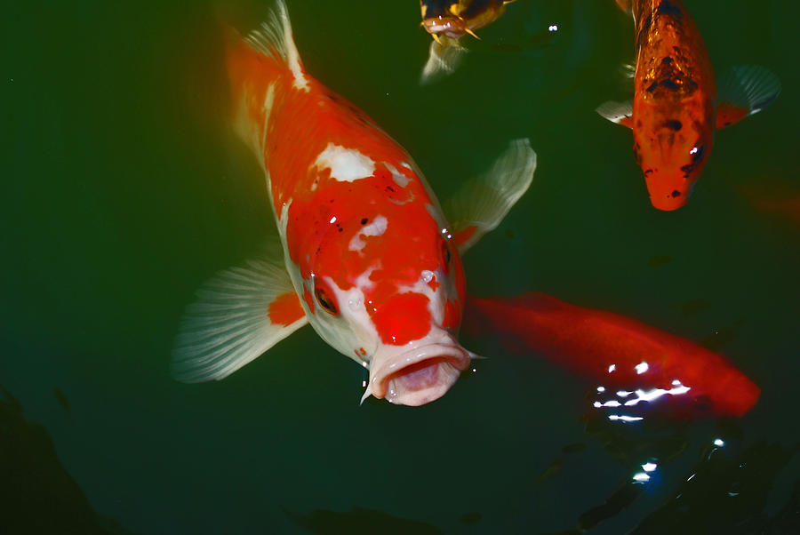 Koi Fish Photograph by Michelle Cruz - Fine Art America