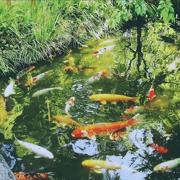 Fish Photograph - Koi Fish Pond by Karen Winokan