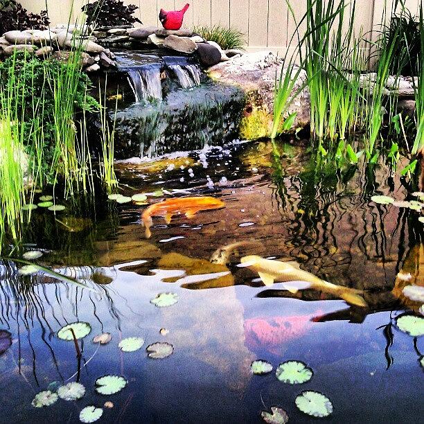 Koi Photograph - #koi #fish #pond #waterfall #buckscounty by Brian Harris