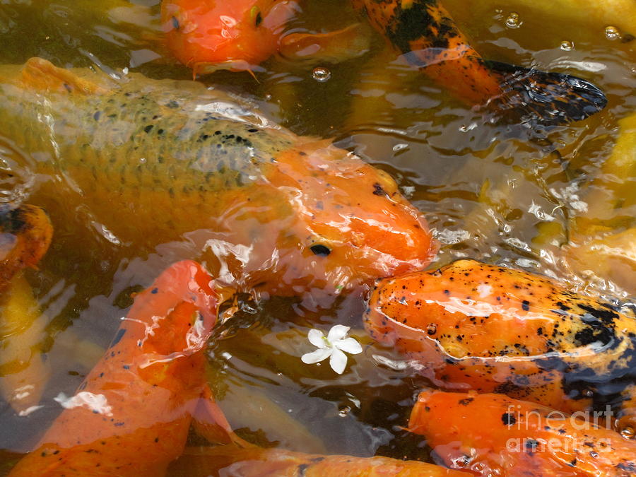 Koi Flower Photograph by Brian Akamine Fine Art America