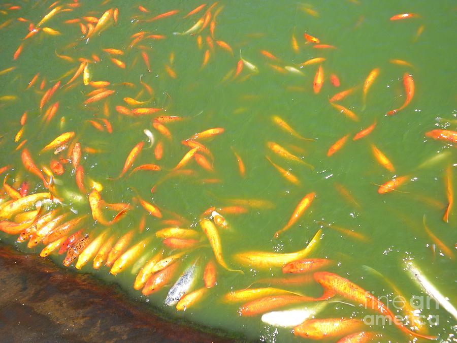 Fish Photograph - Koi Frenzy by Silvie Kendall