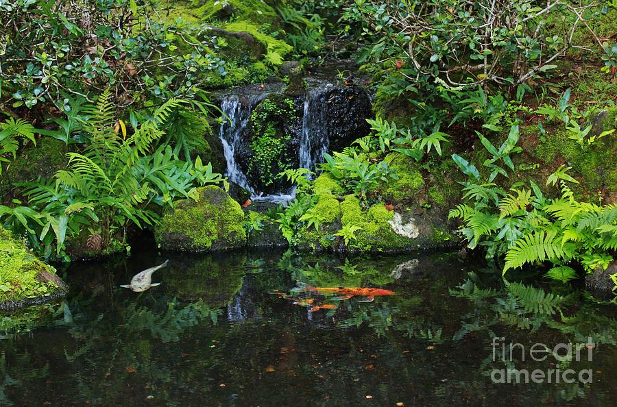 Koi pond Photograph by Craig Wood