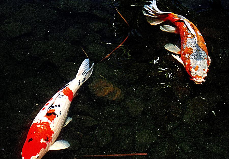 Koi Story Two D Photograph by Randall Weidner