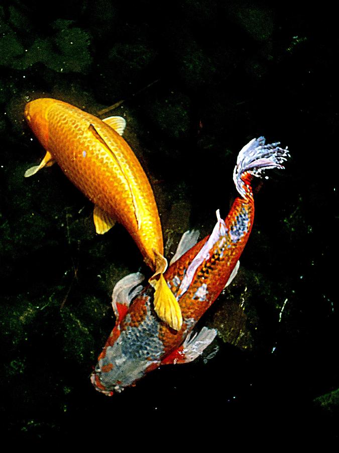 Koi Story Two E Photograph by Randall Weidner