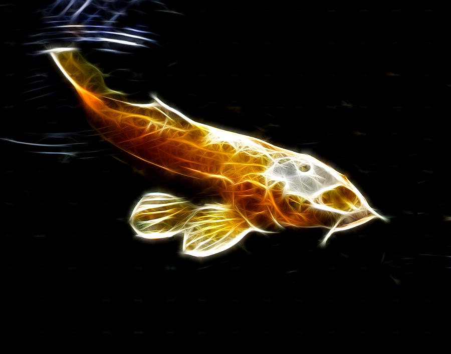 Koi with Water Ripple Photograph by Maggy Marsh