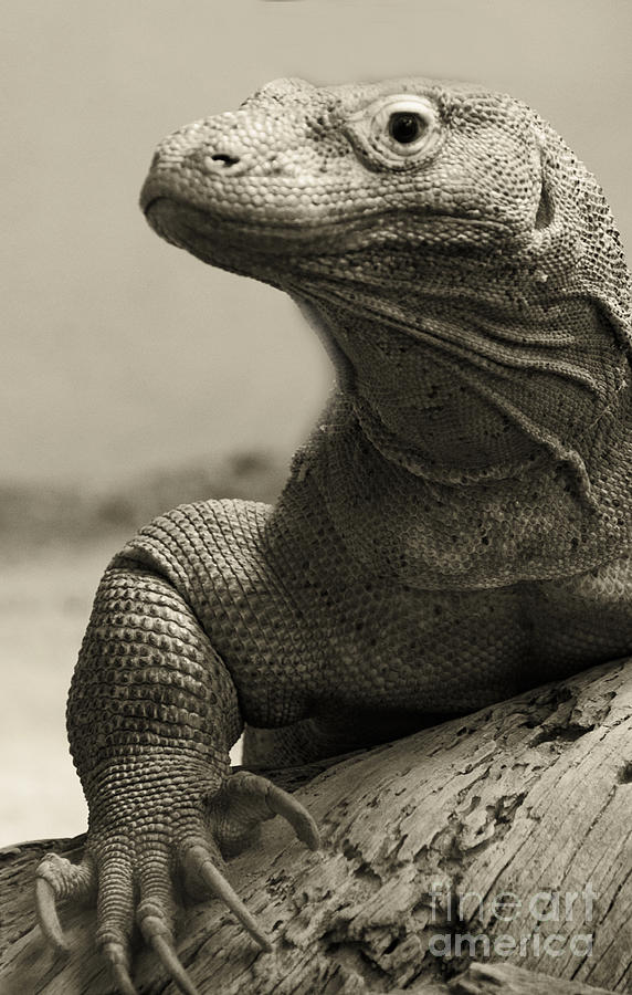 Komodo Dragon Photograph by Heather Applegate