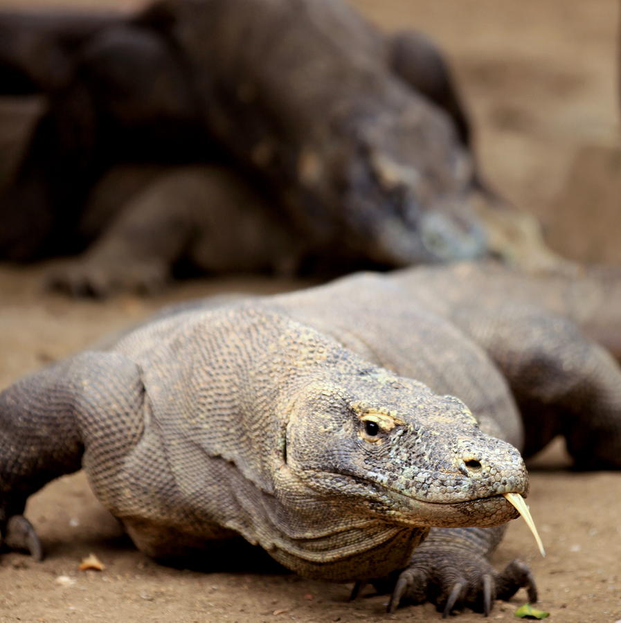 Komodo Dragon Photograph by Susan.k.