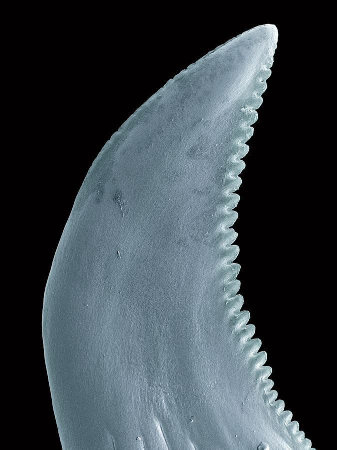 Wildlife Photograph - Komodo Dragon Tooth, Sem by Steve Gschmeissner