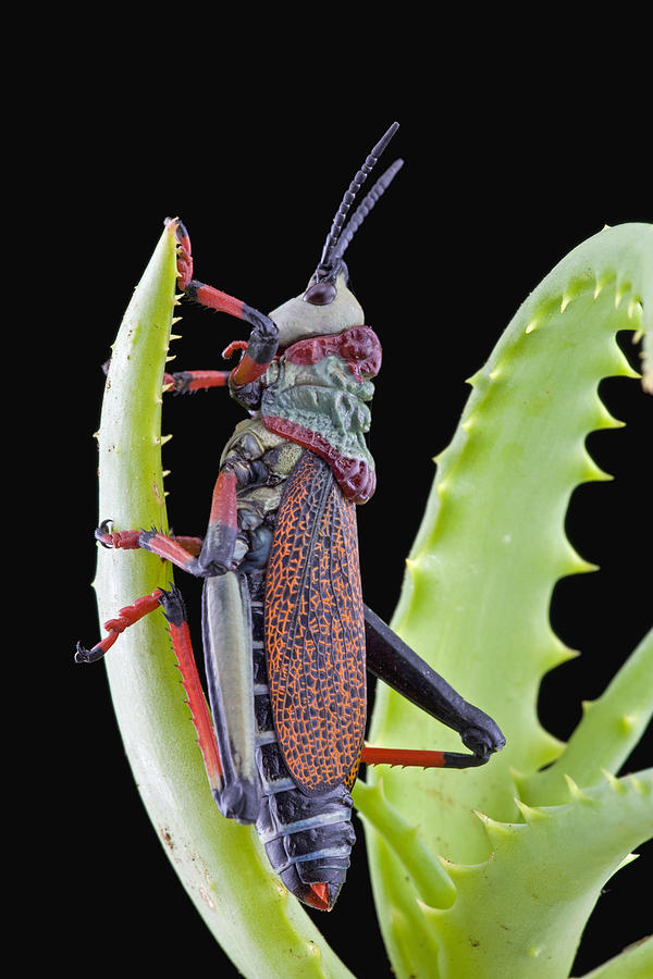 Koppie Foam Grasshopper South Africa Photograph by Piotr Naskrecki