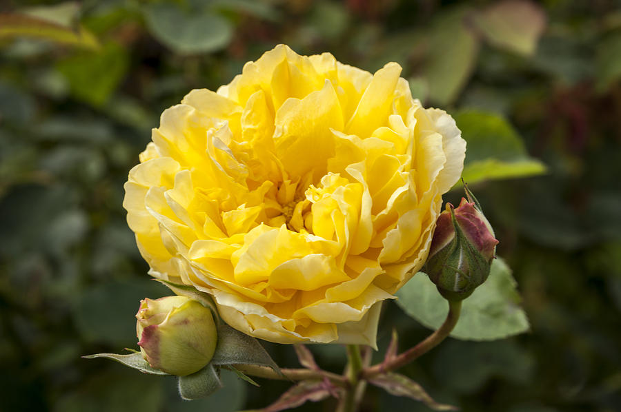 Kordes Golden Gate Rose Photograph by Anthony Citro
