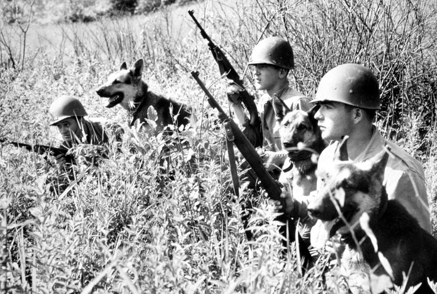 Korean War Soldiers With Dogs From 26th Photograph by Everett Korean War Soldiers With Dogs From 26th Photograph by Everett