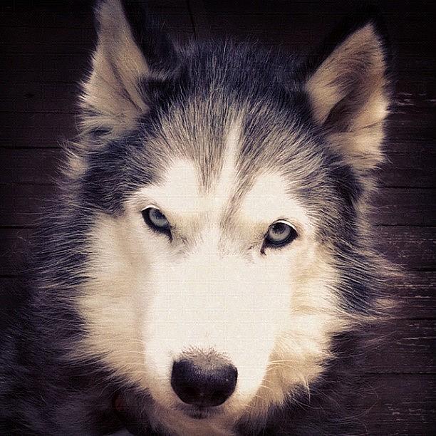 Portrait Photograph - Koty Close Up #koty #siberianhusky #dog by Lisa Thomas