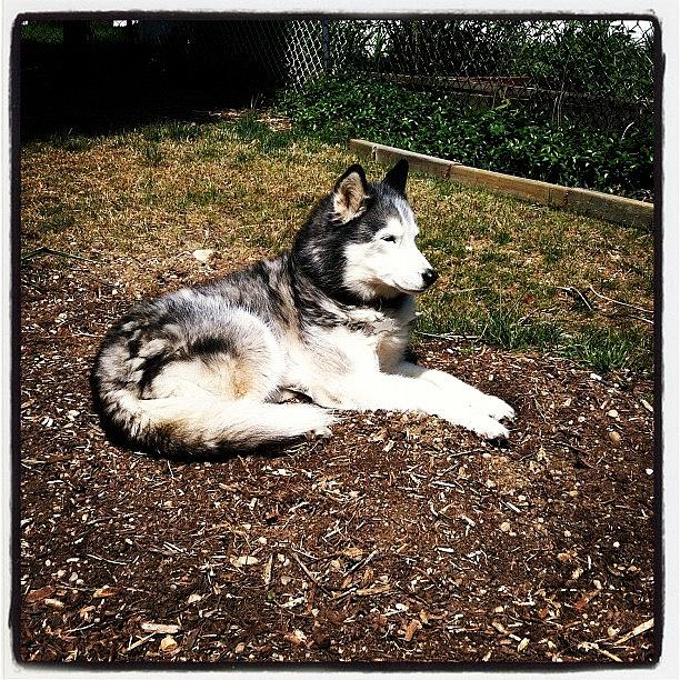 Koty Photograph - #koty Just Laying In The Dirt by Lisa Thomas