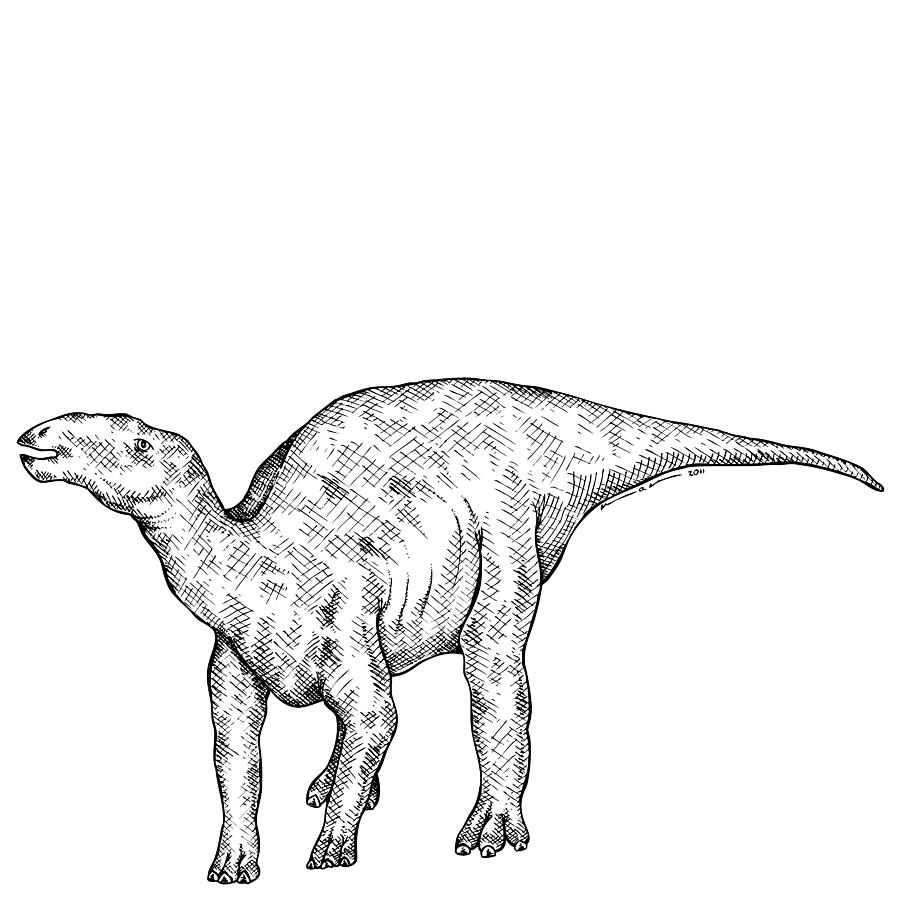 Cartoon Drawing - Kritosaurus - Dinosaur by Karl Addison