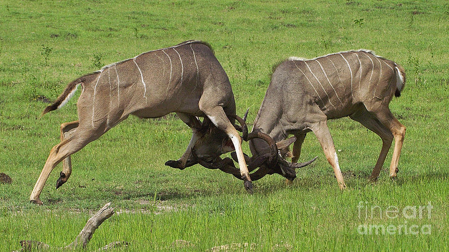 Kudu Bulls Photograph by Mareko Marciniak
