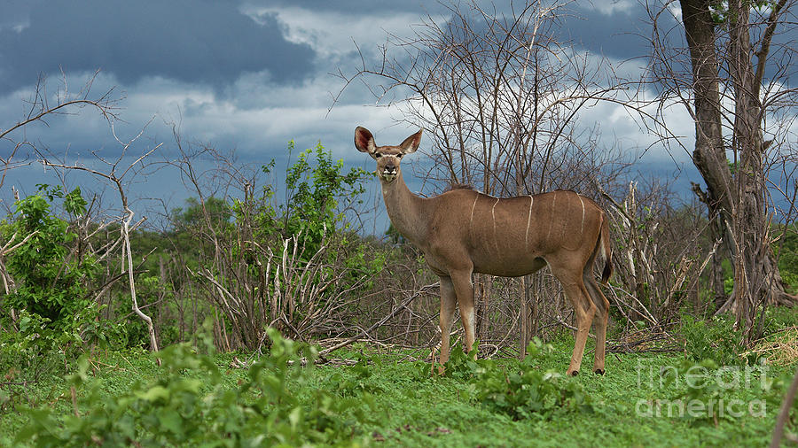 Kudu female posing Photograph by Mareko Marciniak