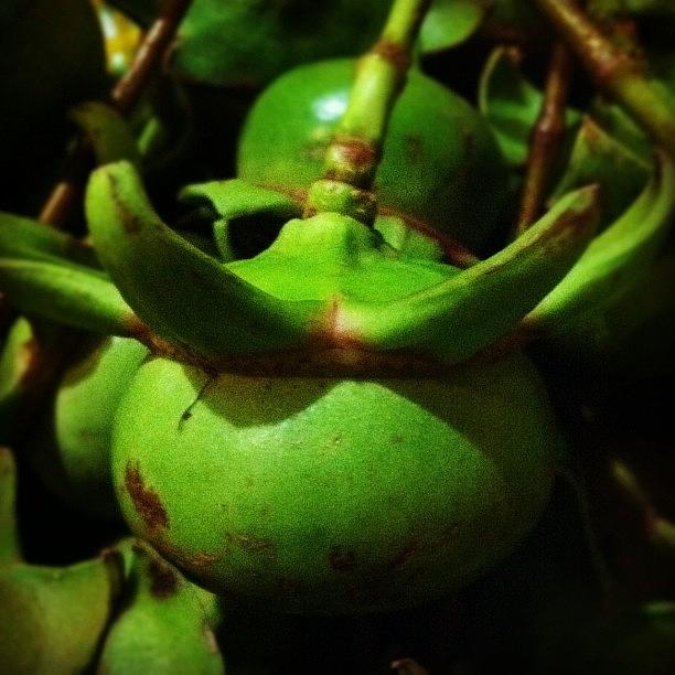 Fruit Photograph - Kuhlhavah. #mangroveapple #fruit by Abid Saeed