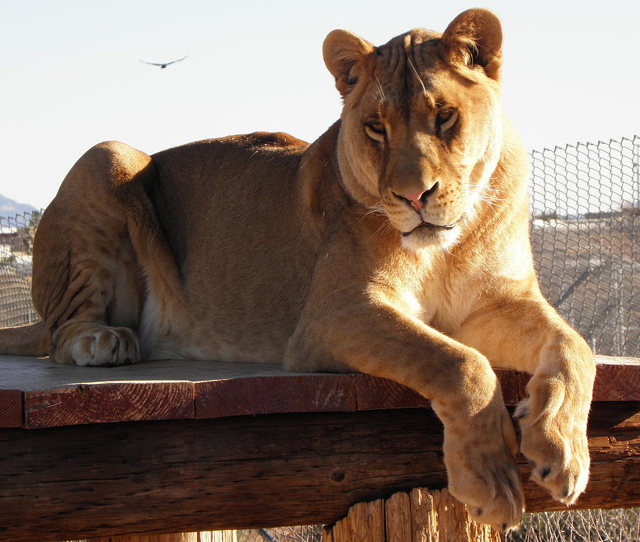 Kumba the Lion Photograph by Kim Galluzzo