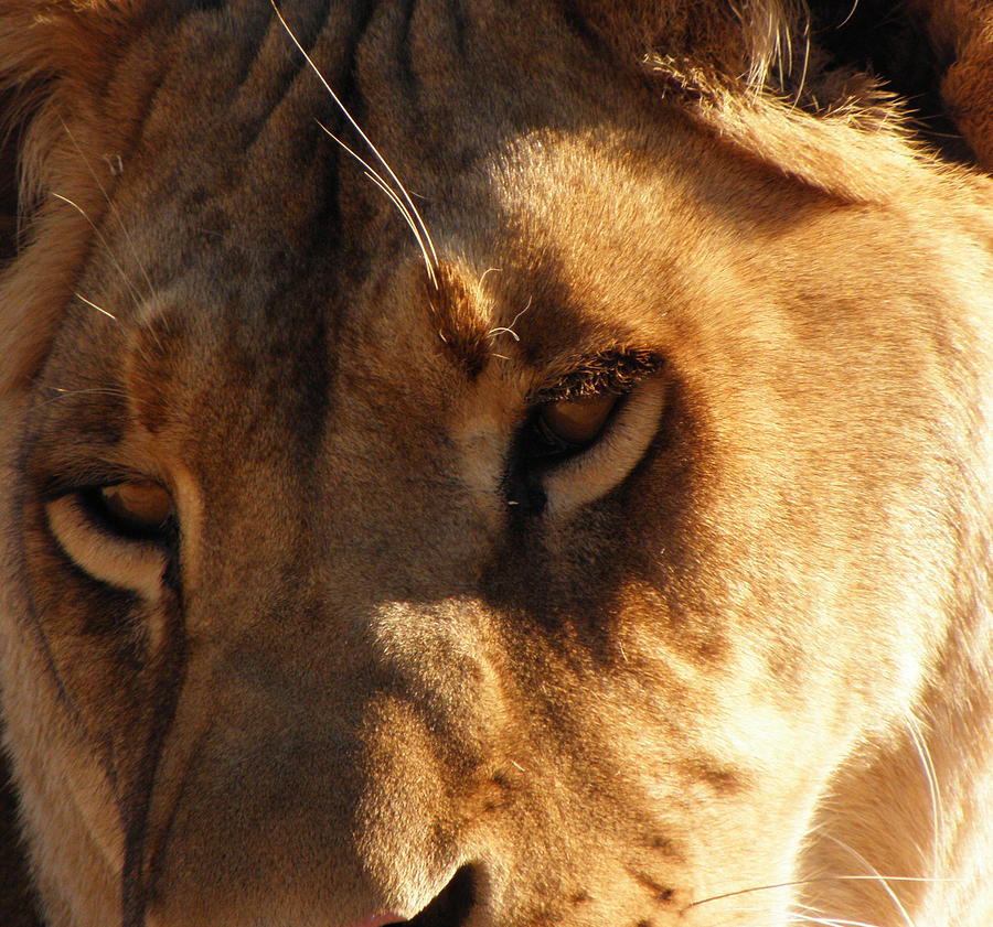 Kumba the Lioness Photograph by Kim Galluzzo Wozniak