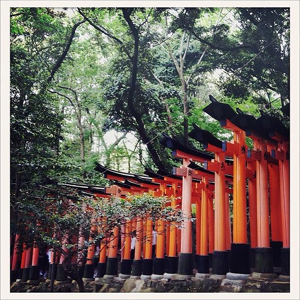 Tree Photograph - Kyoto torii by Marc Gascoigne