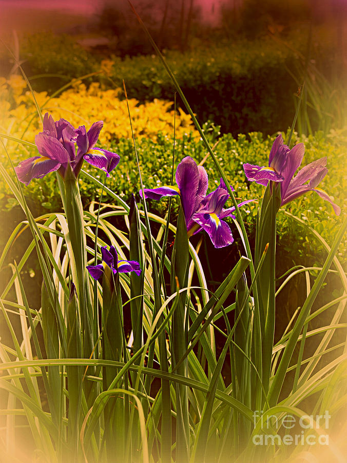 La Bella Iris Flower Photograph by Susanne Van Hulst