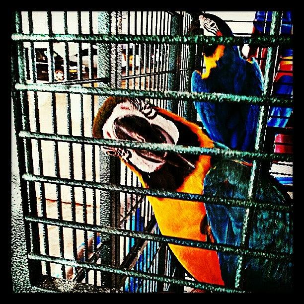 Macaw Photograph - La Cotorrita Es Nuestra by Tania Torres