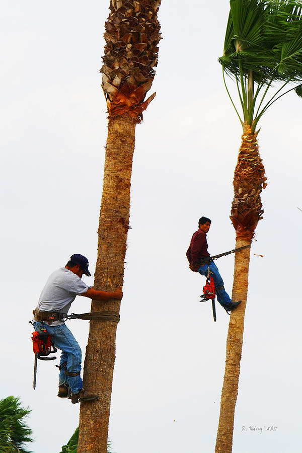 Tree Photograph - La Feria Texas Palm Tree Trimmers by Roena King