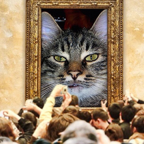 Pussy Photograph - La Mia Amica Vanitosa##cat #cats by Fausto Luigi Cima Pussy Photograph - La Mia Amica Vanitosa##cat #cats by Fausto Luigi Cima