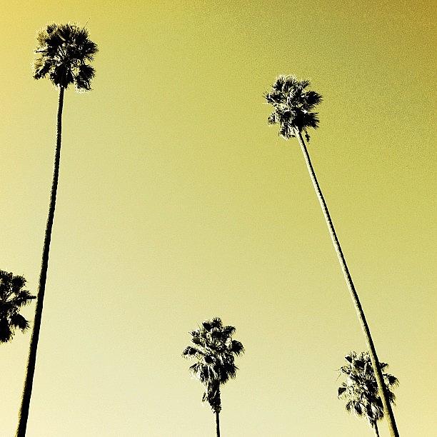 Tree Photograph - LA Palms  by Chris Fabregas
