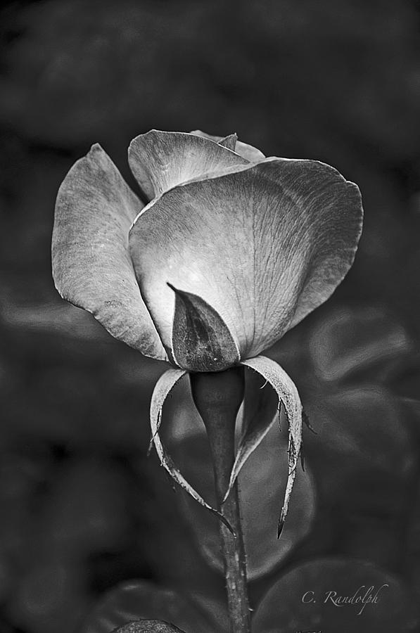 La Rose Noire Photograph by Cheri Randolph