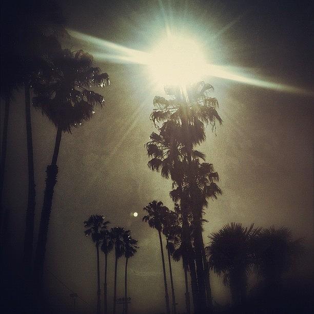 Summer Photograph - La Summer. #palms #trees #summer #sun by Loghan Call