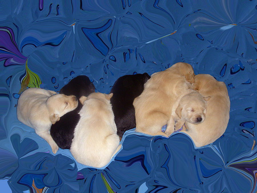 Lab Pups 1 Photograph by Aimee L Maher ALM GALLERY