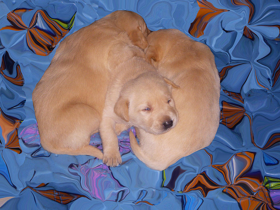 Lab Pups 2 Photograph by Aimee L Maher ALM GALLERY