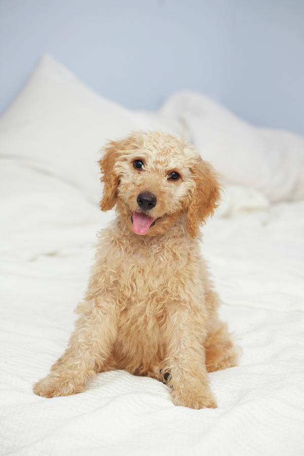 Labradoodle Puppy On Bed Photograph by American Images Inc