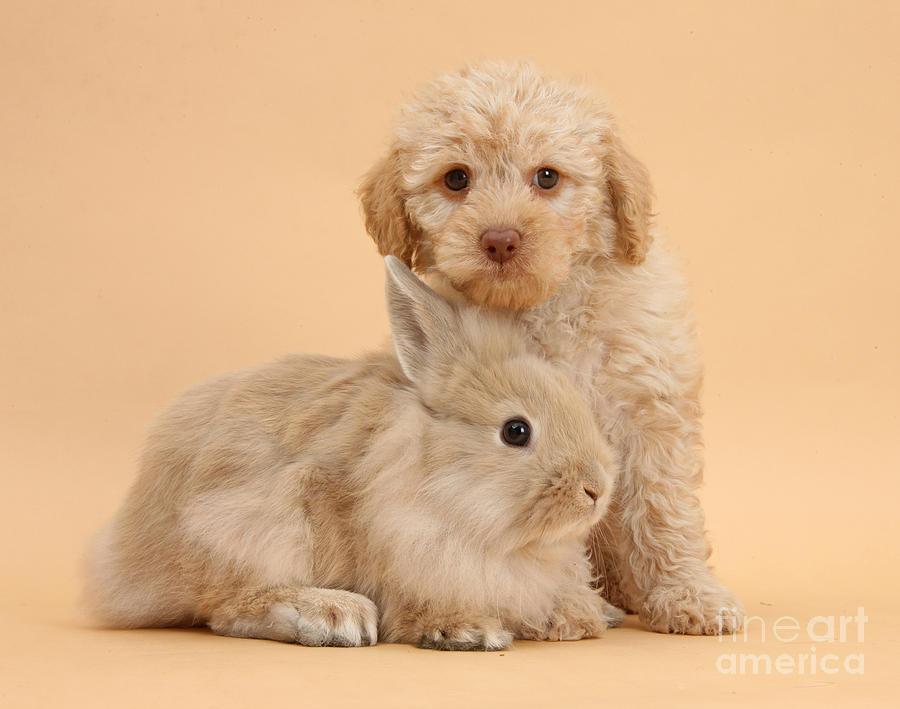 Labradoodle Puppy With Rabbit Photograph by Mark Taylor