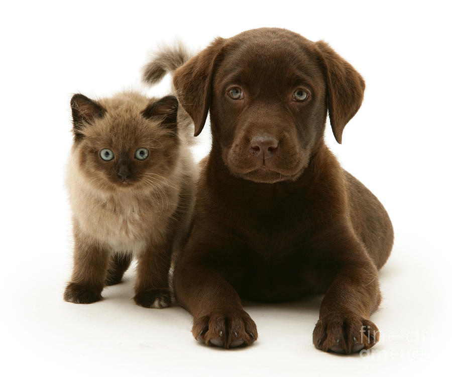 Cat Photograph - Labrador Pup And Birman-cross Kitten by Jane Burton