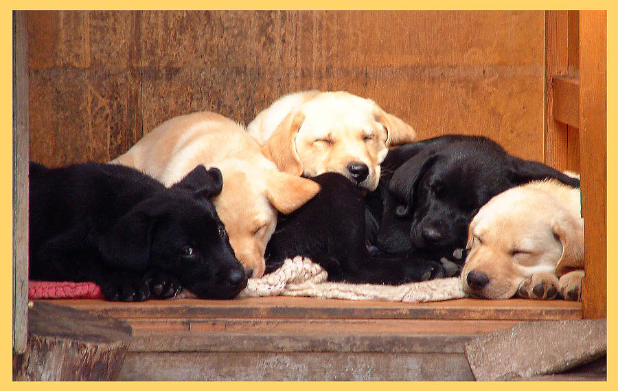 Labrador puppies sleeping Photograph by Richard James Digance