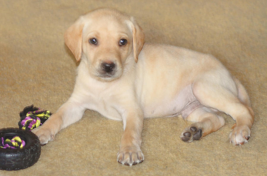 when can you take a labrador puppy home