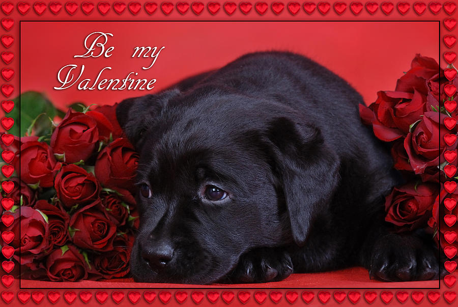 Labrador Valentine Card by Waldek Dabrowski