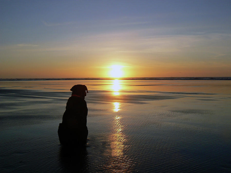 Labrador Watching the Sun Set Photograph by Pamela Patch