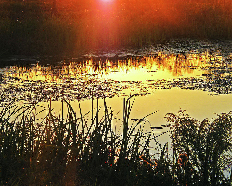 Lacassine Sundown Photograph by Lizi Beard-Ward