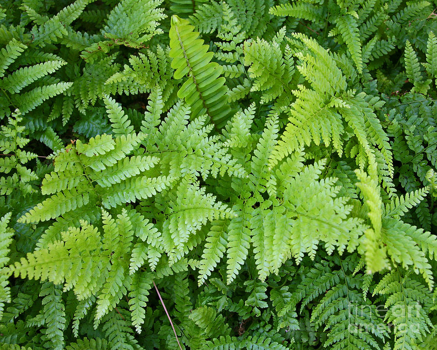 Lace Fern Microlepia Strigosa Fern Indigenou Photograph by Kenny Bosak ...