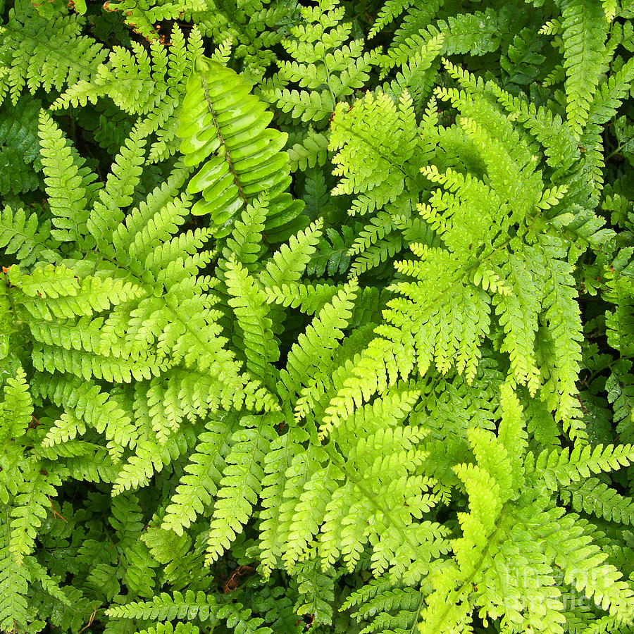 Lace Fern with Raindrops Photograph by Kenny Bosak