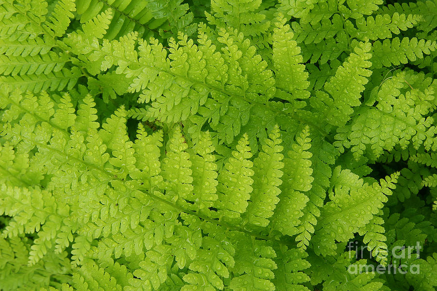 Lace Ferns with Water Drops Photograph by Kenny Bosak