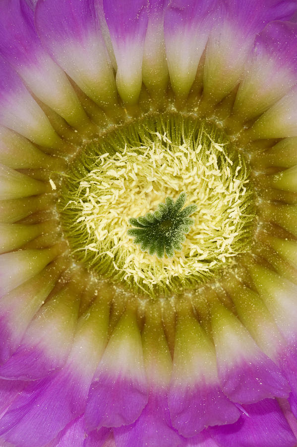 Lace Hedgehog Cactus Echinocereus Photograph by Suzi Eszterhas