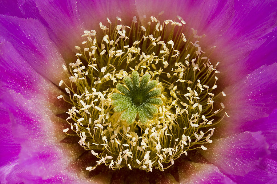 Lace Hedgehog Cactus Flower Detail Red Photograph by Suzi Eszterhas